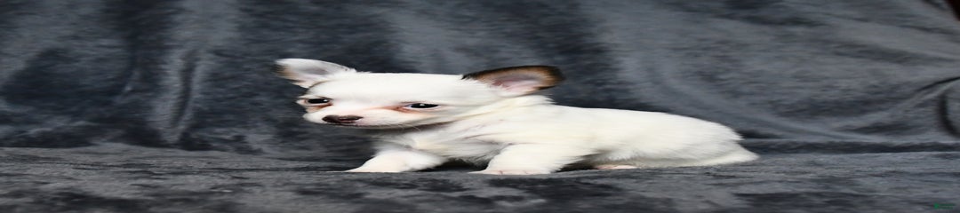 Patches