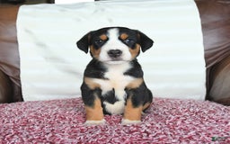 Greater Swiss Mountain Dog dogs for sale: Gemma - Image 4