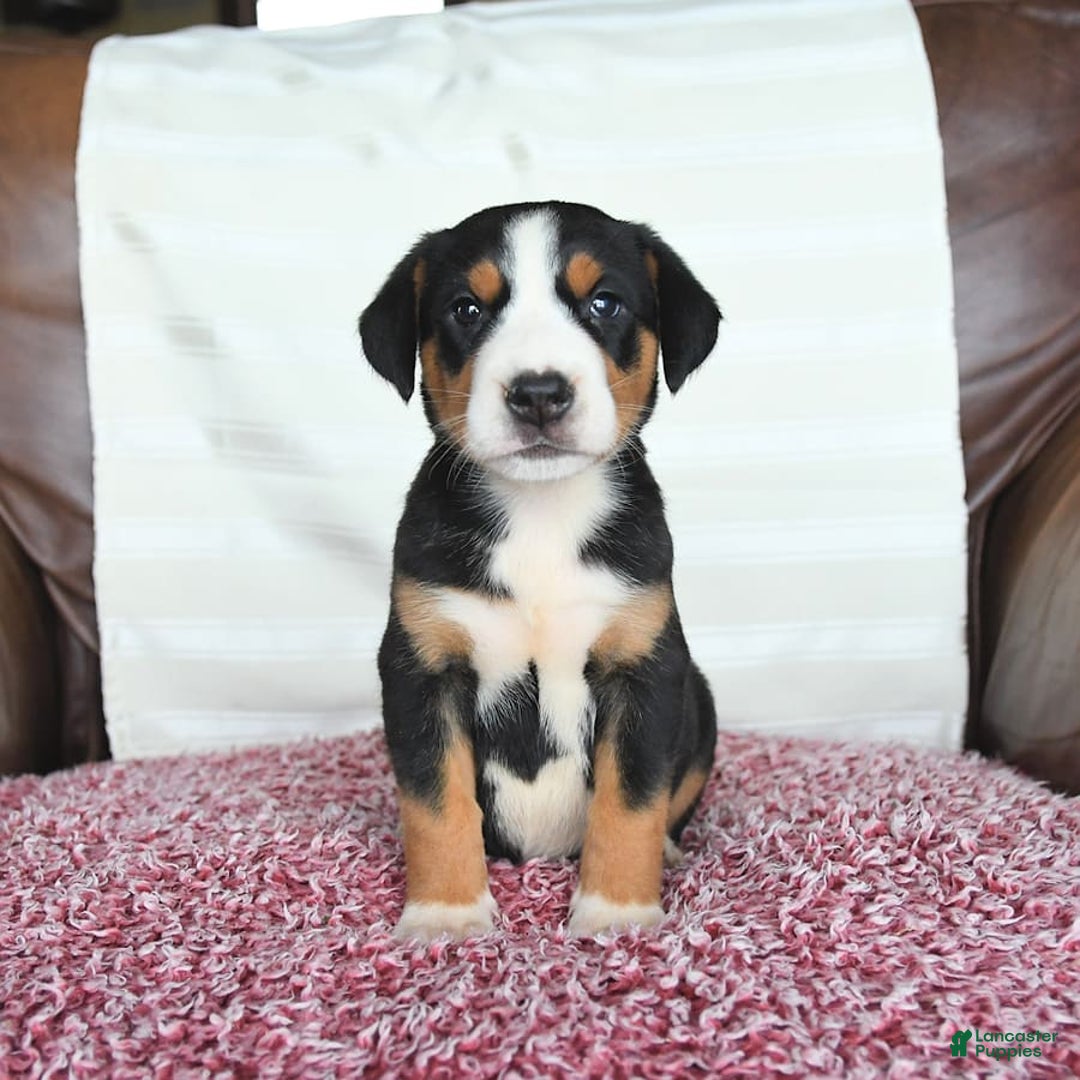 Greater Swiss Mountain Dog dogs for sale: Gemma - Image 4