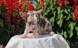 Frenchton dogs for sale: Namor - Image 3