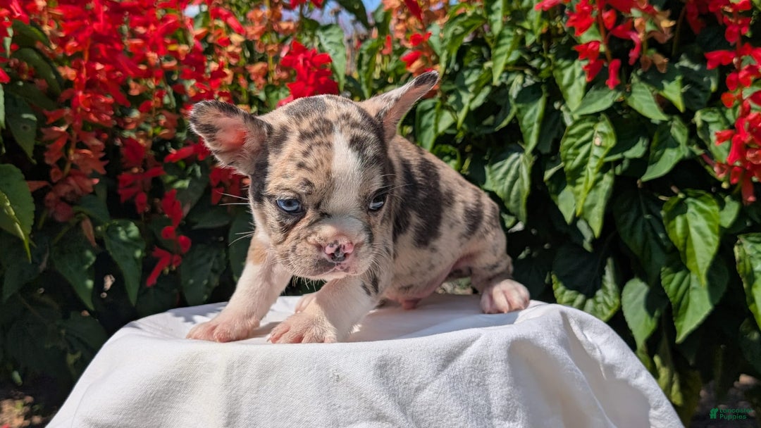 Frenchton dogs for sale: Namor - Image 3