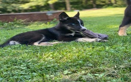Gerberian Shepsky dogs for sale: Princess - Image 21