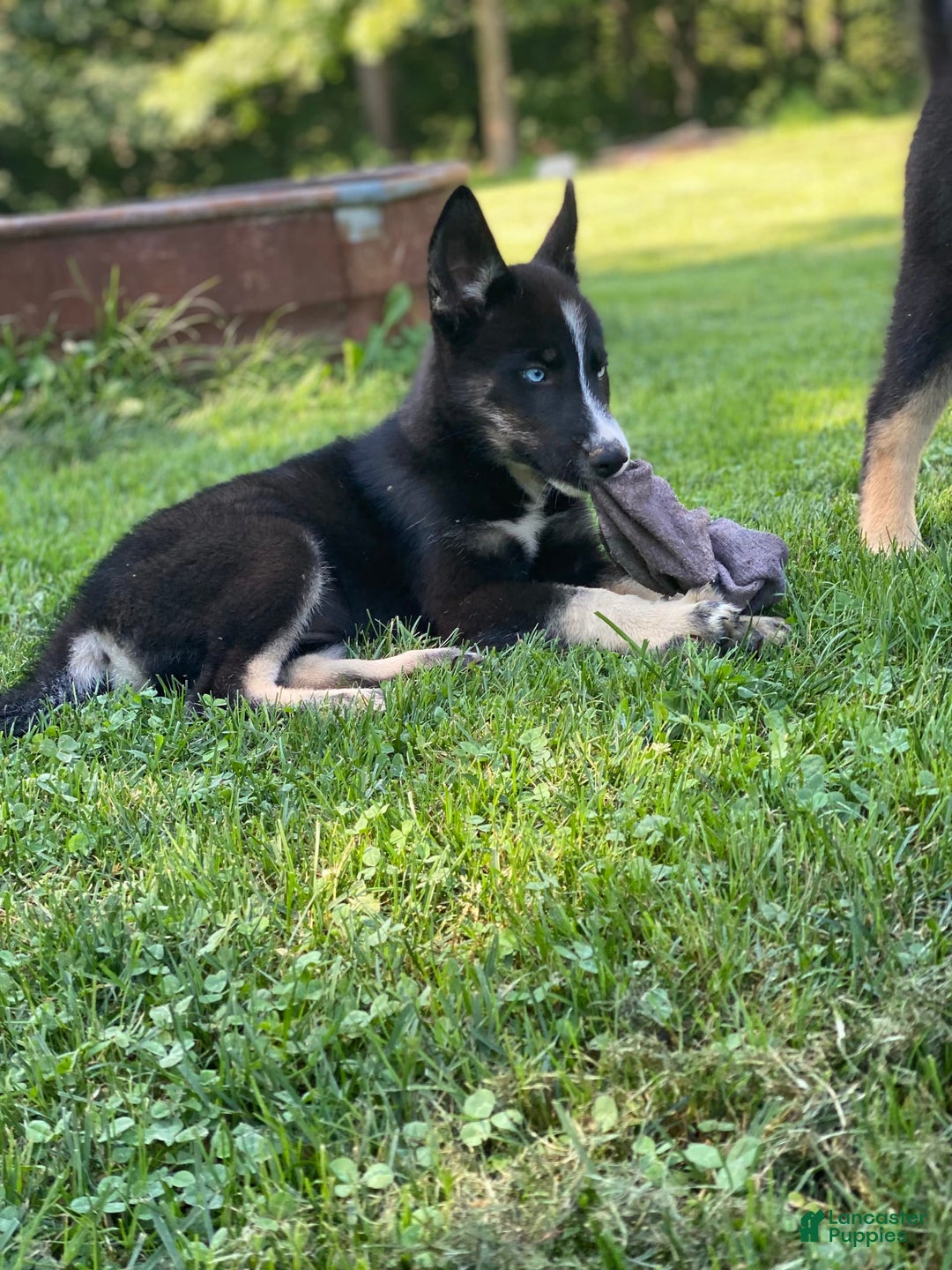 Gerberian Shepsky dogs for sale: Princess - Image 21