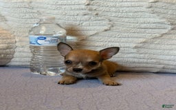 Chihuahua dogs for sale: Sergeant - Image 6