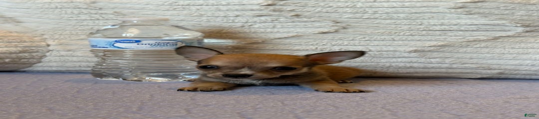 Sergeant