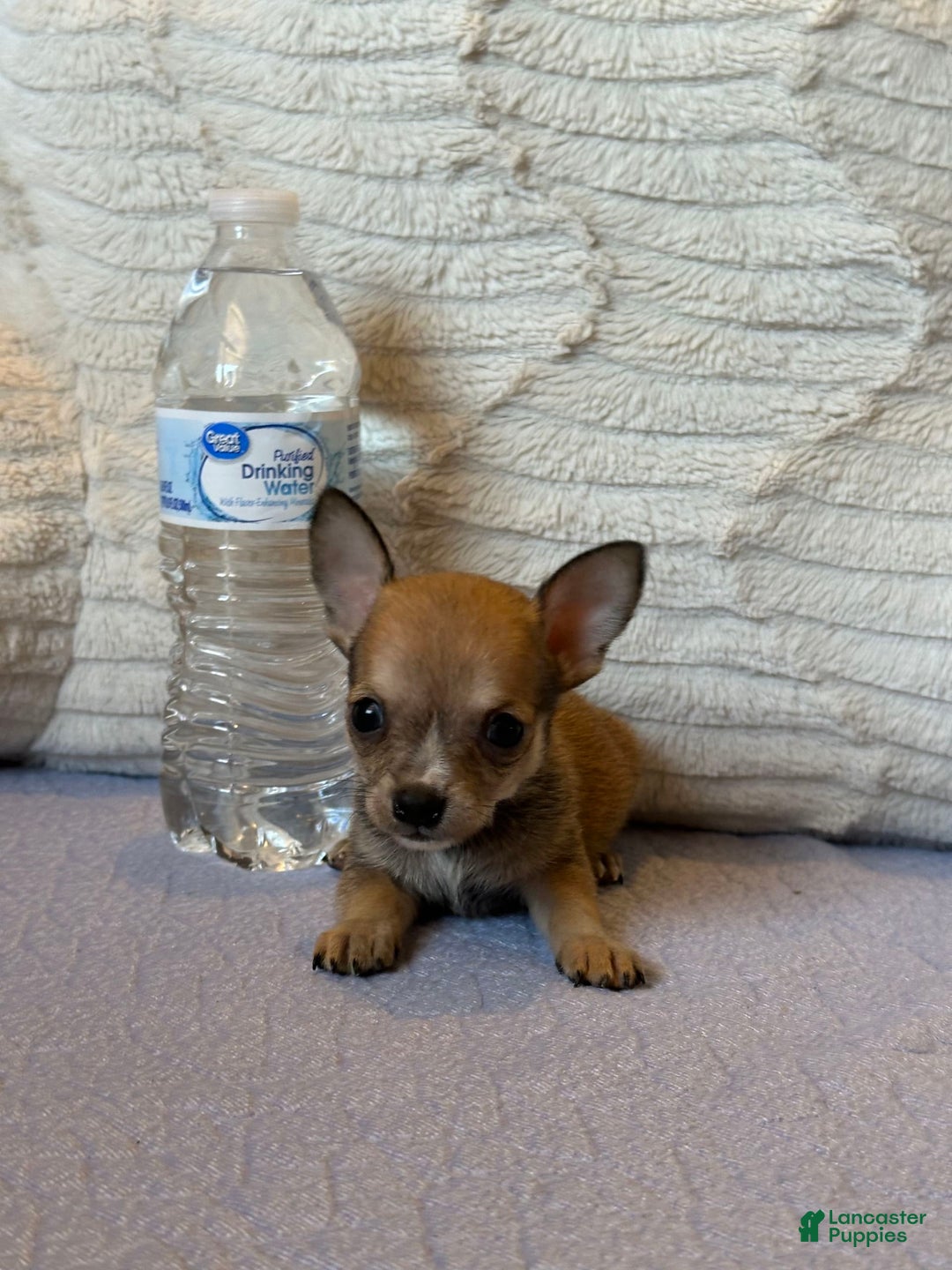 Chihuahua dogs for sale: Sergeant - Image 6