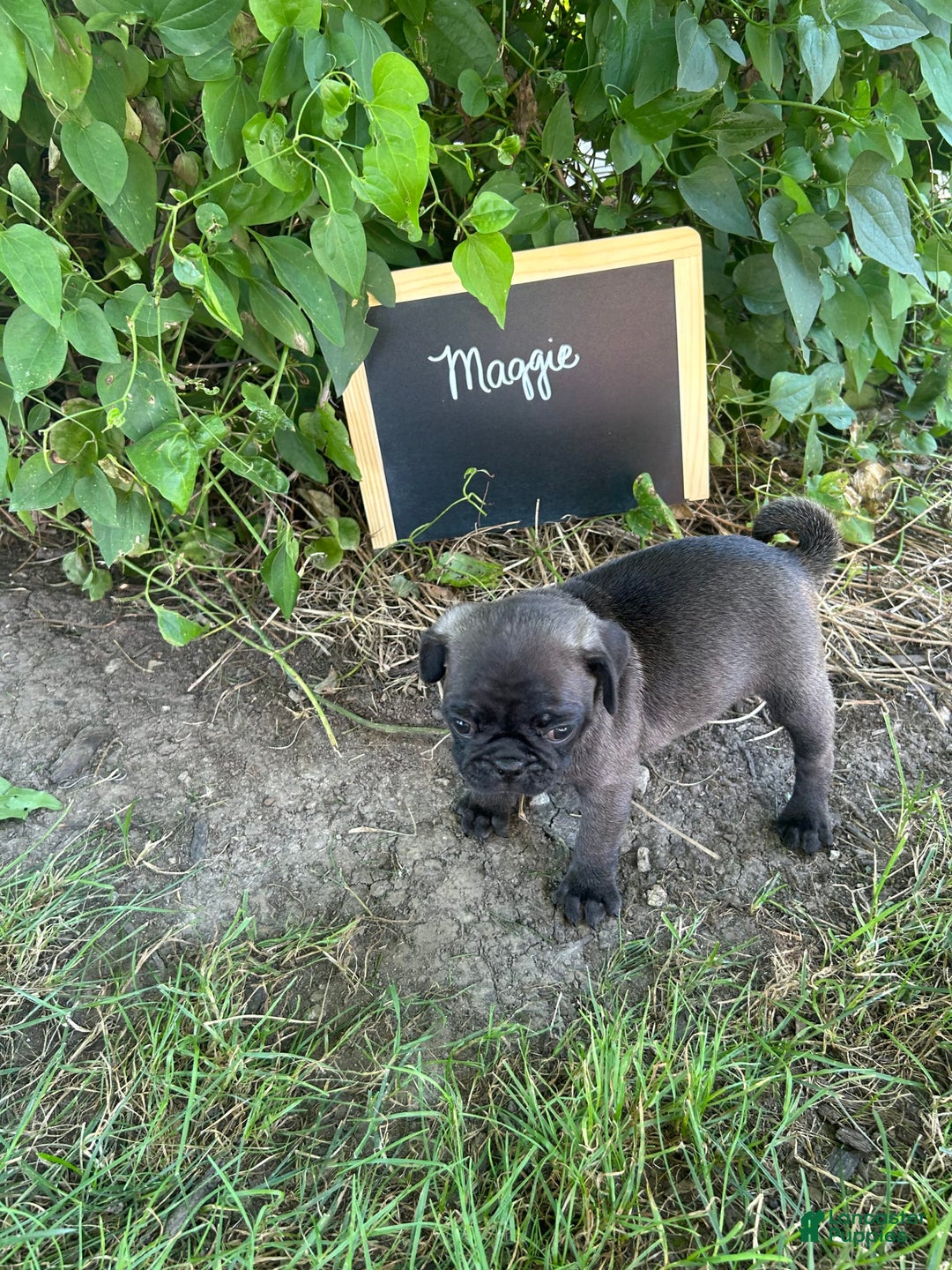 Pug dogs for sale: Pug 4 puppies - Image 8
