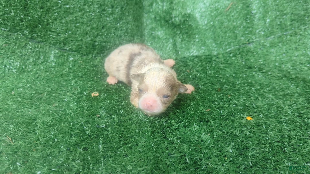 Chihuahua dogs for sale: Lilac Merle - Image 1