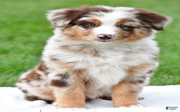 Australian Shepherd dogs for sale: Dexter - Image 1