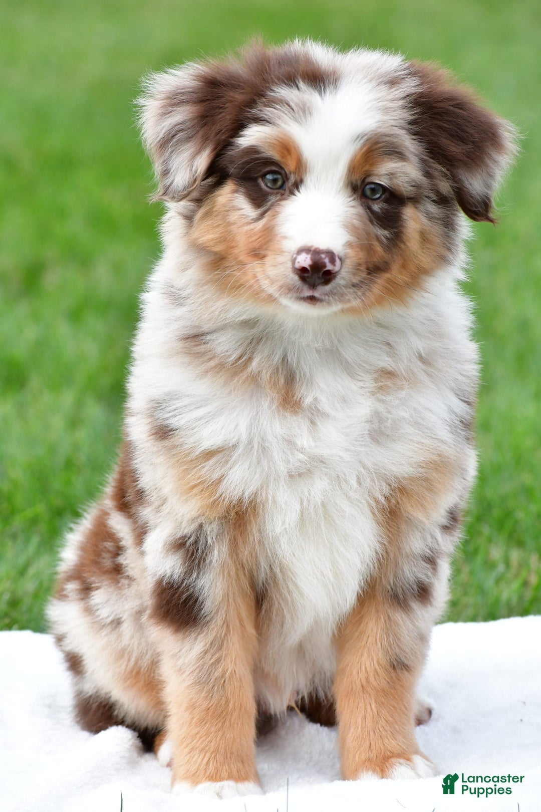 Australian Shepherd dogs for sale: Dexter - Image 1