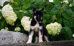 Gerberian Shepsky dogs for sale: Henry - Image 7