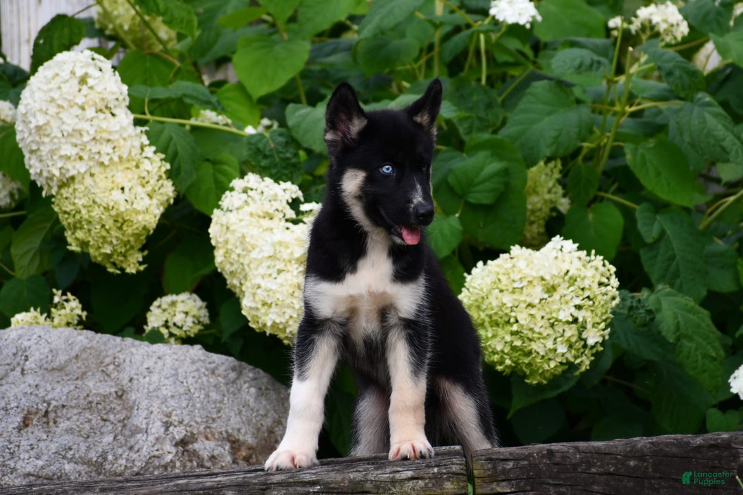 Gerberian Shepsky dogs for sale: Henry - Image 7