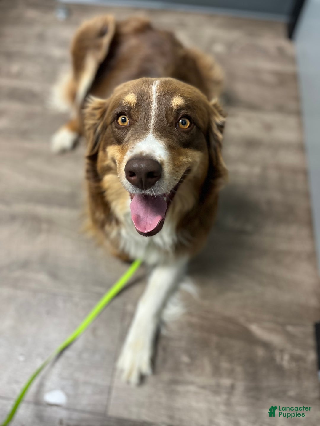 Australian Shepherd dogs for sale: Burrrito - Image 10