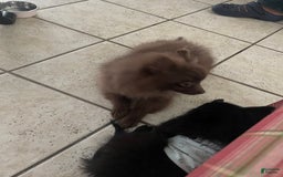 Pomeranian dogs for sale: Teddy - Image 2