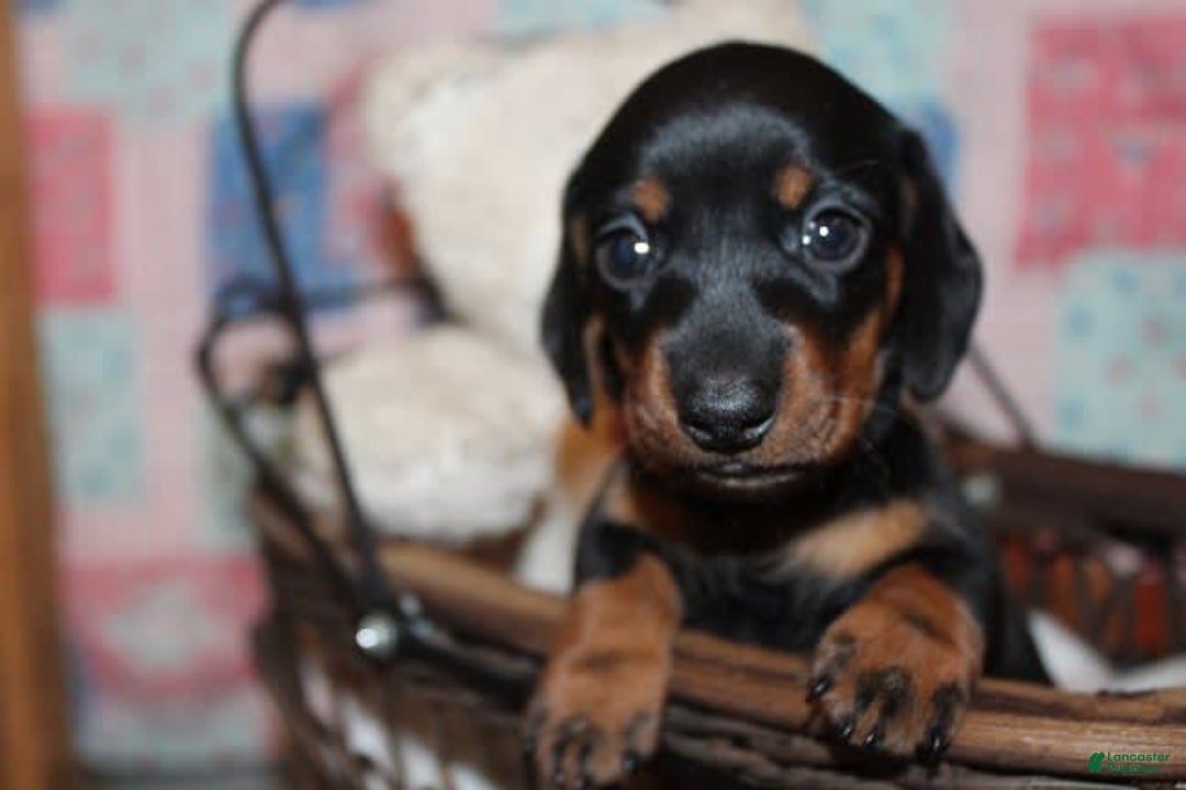 Dachshund dogs for sale: Raven Girl 2 - Image 9