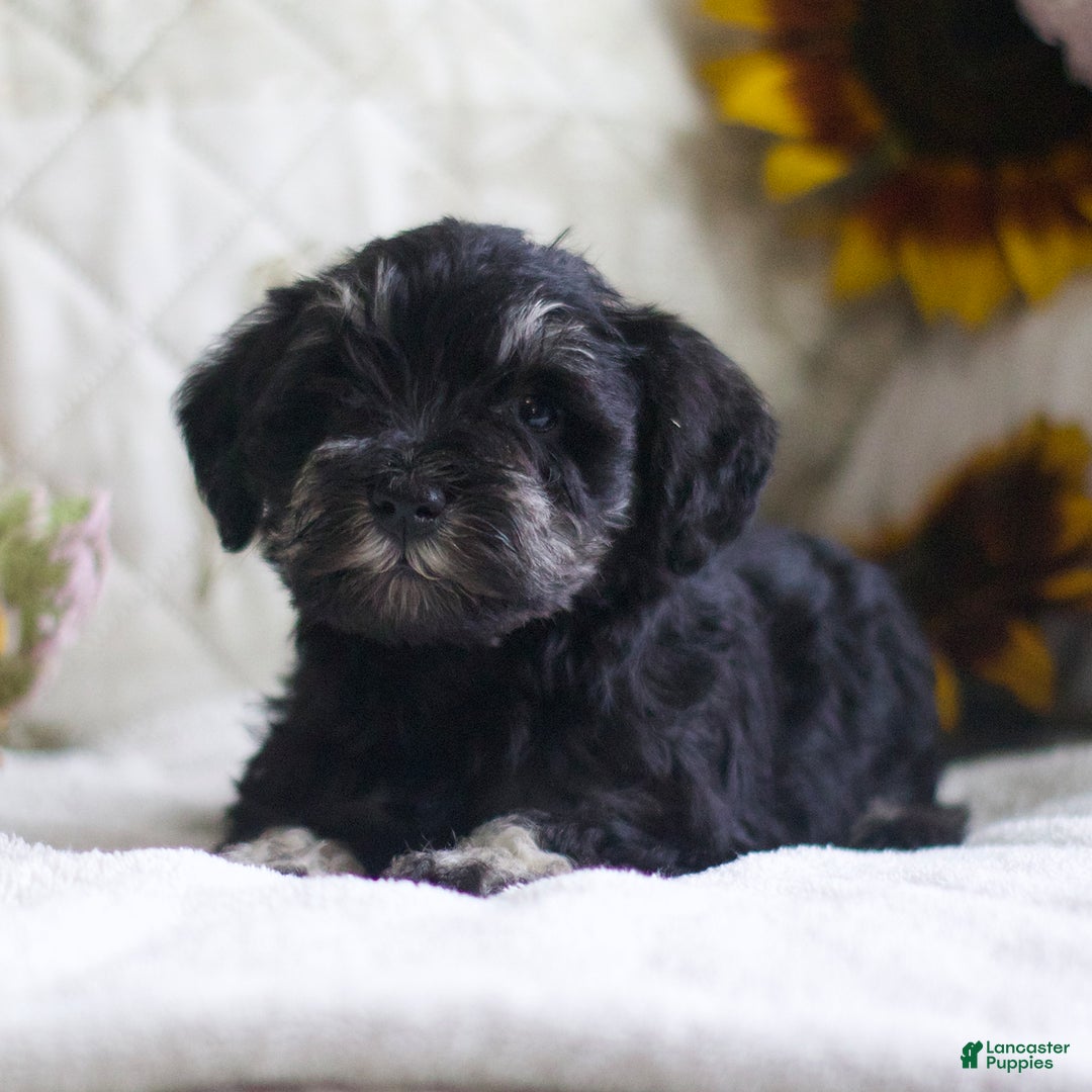 Miniature Schnauzer dogs for sale: Summer - Image 5