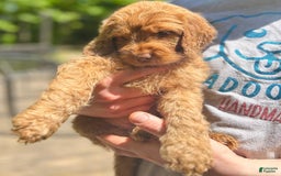 Goldendoodle dogs for sale: Bayar - Image 3