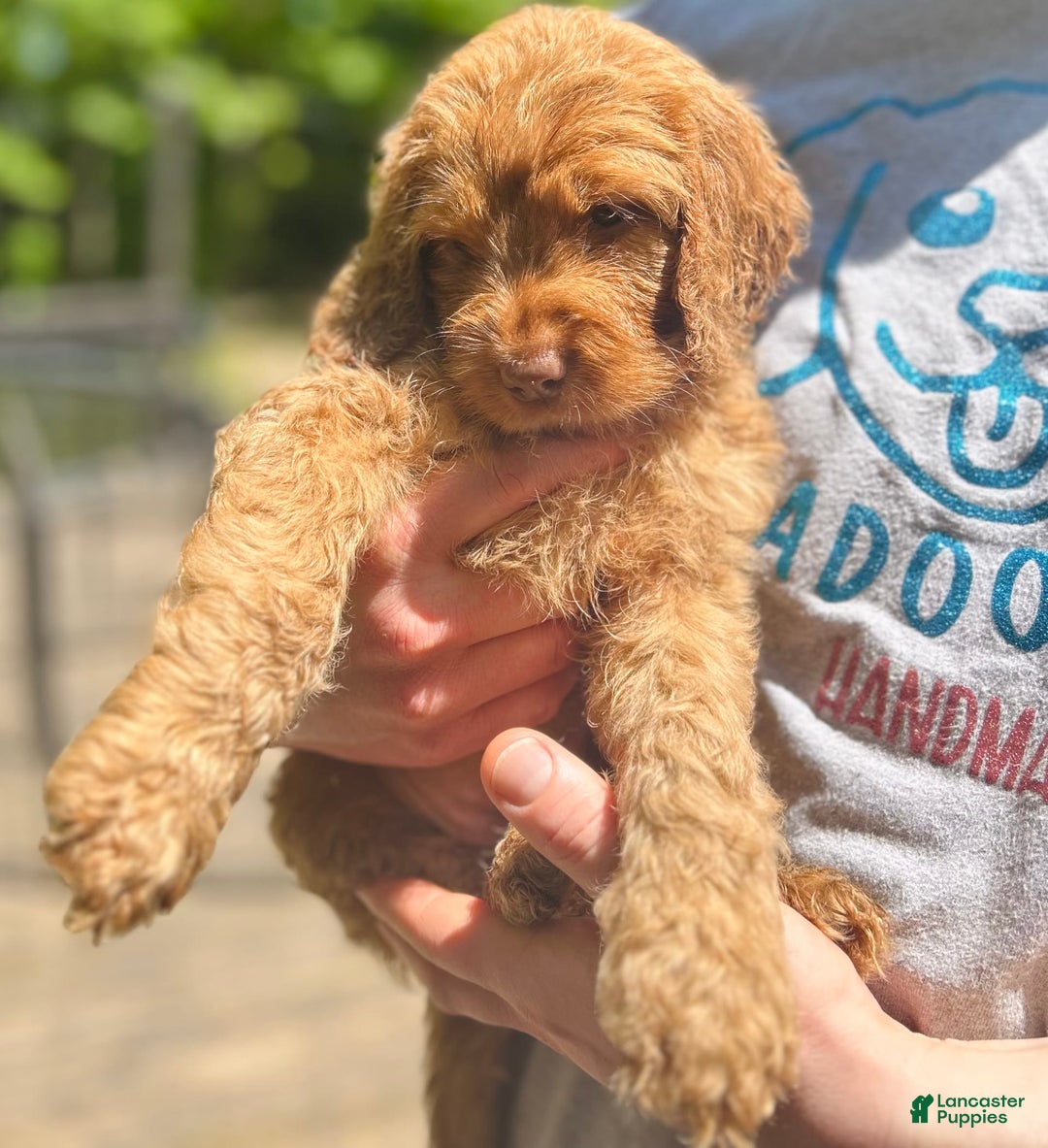 Goldendoodle dogs for sale: Bayar - Image 3