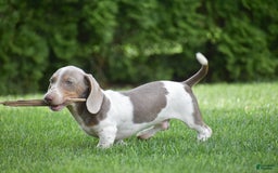 Dachshund dogs for sale: Jake - Image 2
