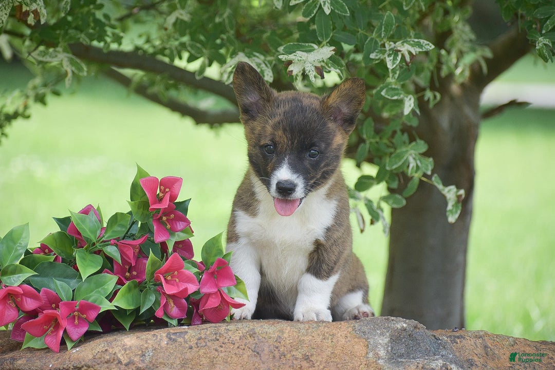 Welsh Corgi Pembroke dogs for sale: Ruby - Image 4