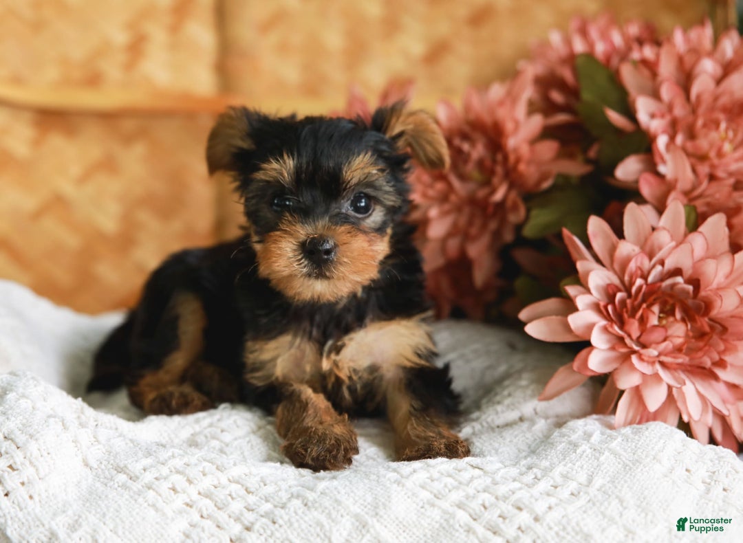Yorkshire Terrier dogs for sale: Lillian Teacup - Image 8