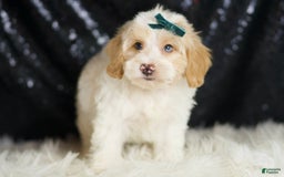 Yorkiepoo dogs for sale: Hurricane - Image 2