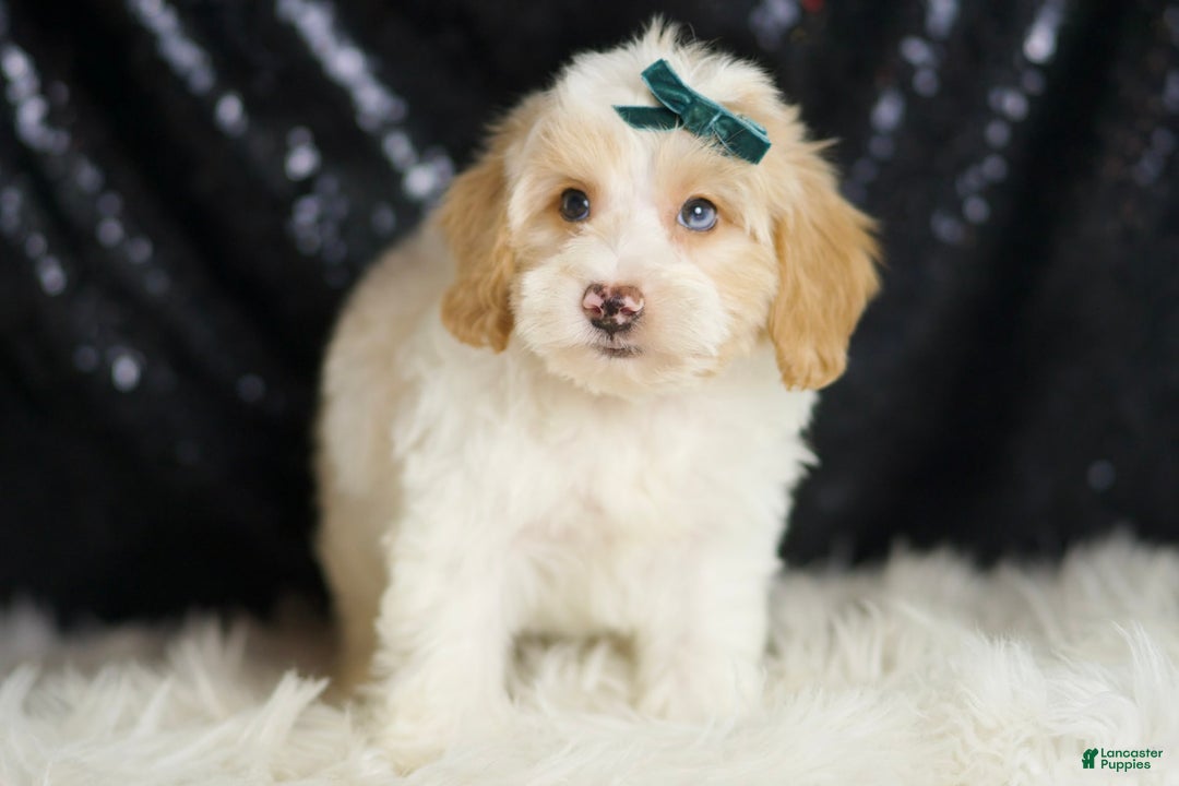 Yorkiepoo dogs for sale: Hurricane - Image 2