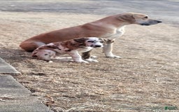 Great Dane dogs for sale: Candis - Image 3