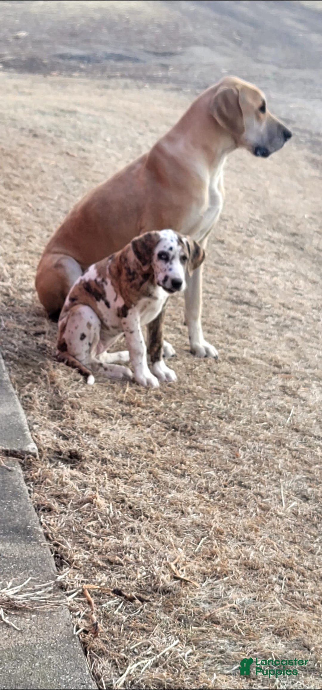 Great Dane dogs for sale: Candis - Image 3