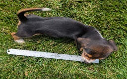 Beagle dogs for sale: Cream - Image 1