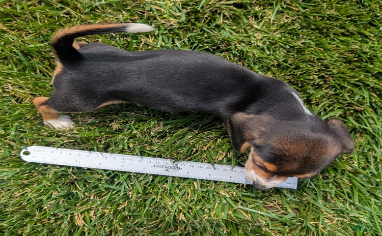 Beagle dogs for sale - Ad 4