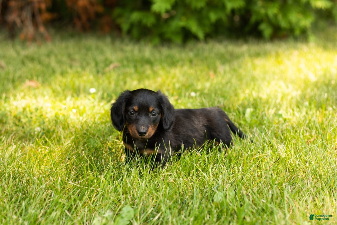 Miniature Dachshund dogs for sale: Nova - Image 7