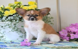 Papillon dogs for sale: Pluto - Image 13