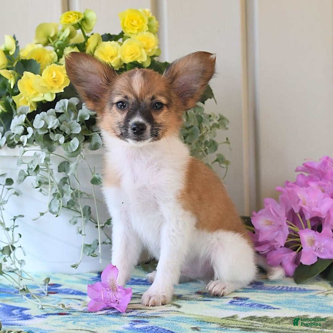 Papillon dogs for sale: Pluto - Image 13