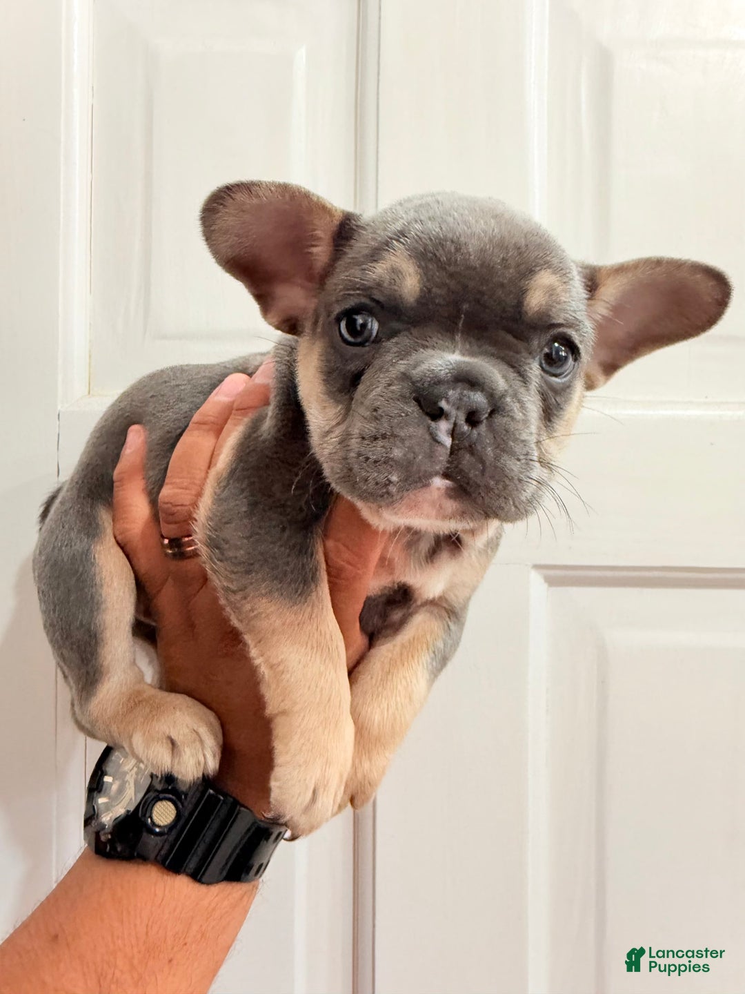 French Bulldog dogs for sale: N/a - Image 1