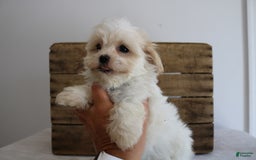 Teddy Bear dogs for sale: Karly - Image 4