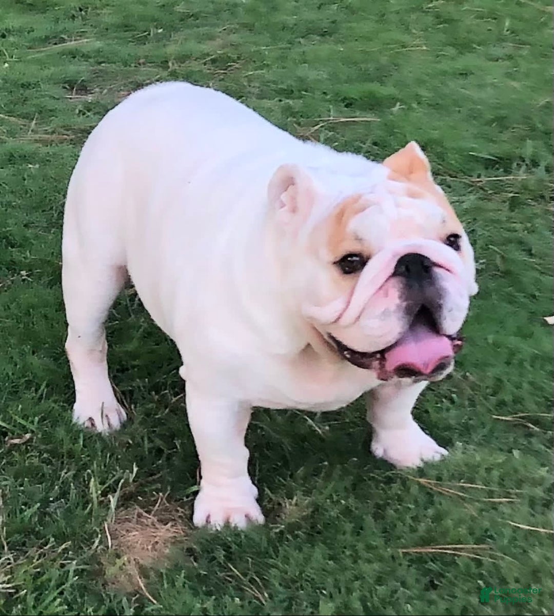 English Bulldog dogs for sale: Ricky - Image 3