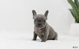 French Bulldog dogs for sale: Rhonda - Image 4