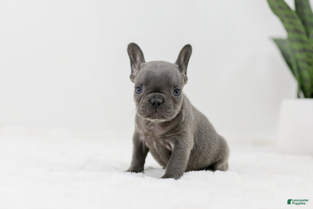French Bulldog dogs for sale: Rhonda - Image 4