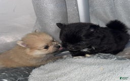 Pomeranian dogs for sale: Manny - Image 3