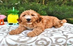Mini Goldendoodle dogs for sale: Dancer - Image 8