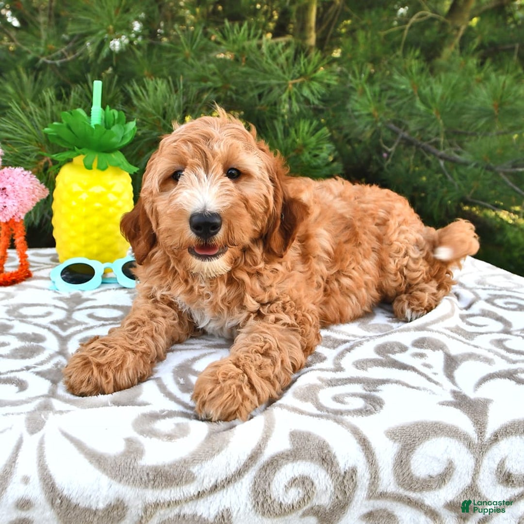 Mini Goldendoodle dogs for sale: Dancer - Image 8