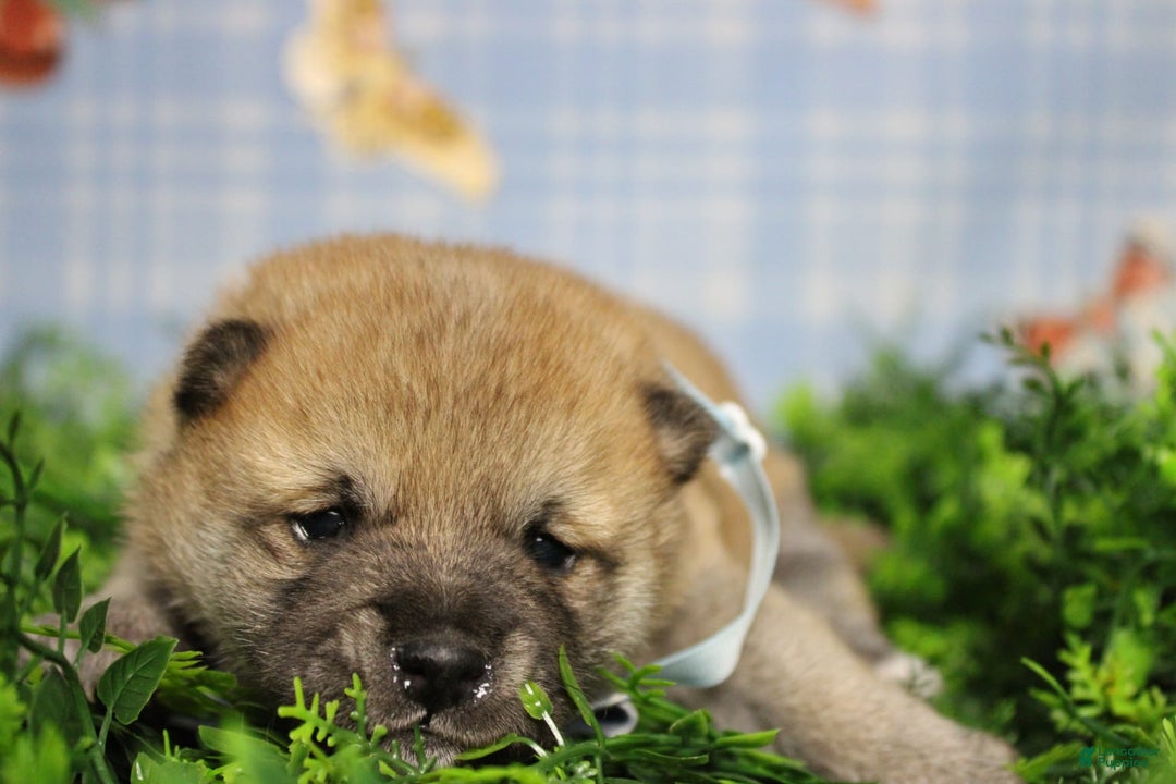 Shiba Inu dogs for sale: Larry - Image 24