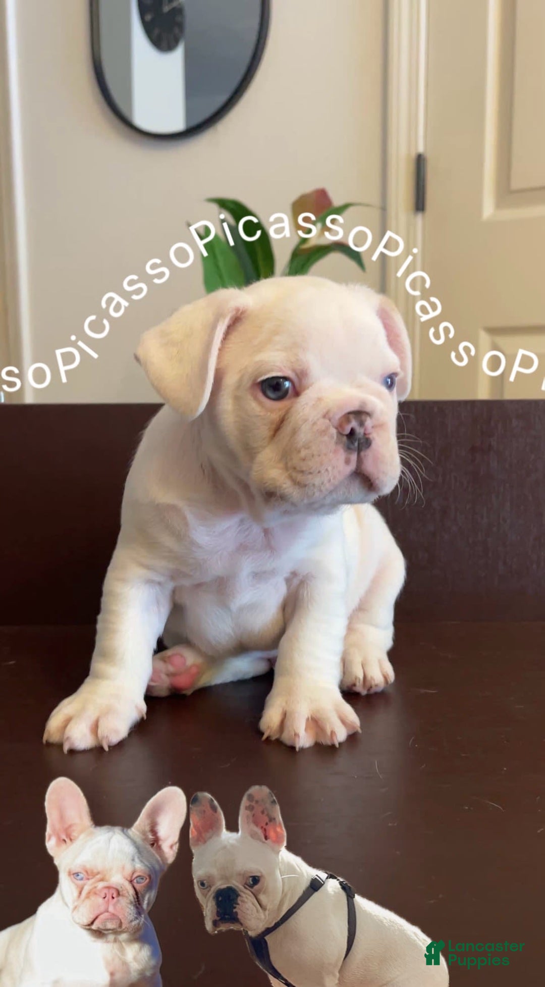 French Bulldog dogs for sale: Picasso - Image 3