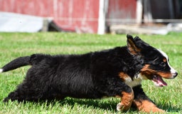 Bernese Mountain Dog dogs for sale: Bluebell - Image 2