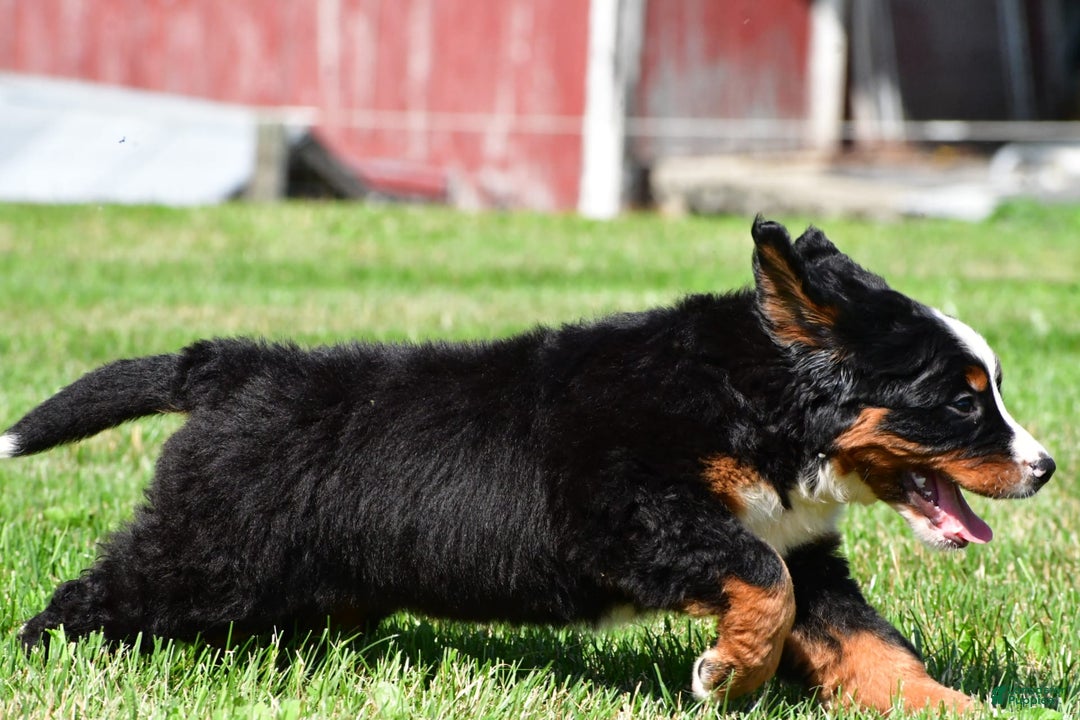 Bernese Mountain Dog dogs for sale: Bluebell - Image 2