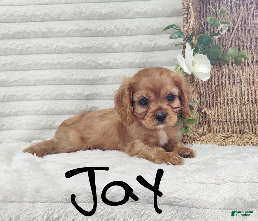 Cavalier King Charles Spaniel dogs for sale: Jay - Image 3