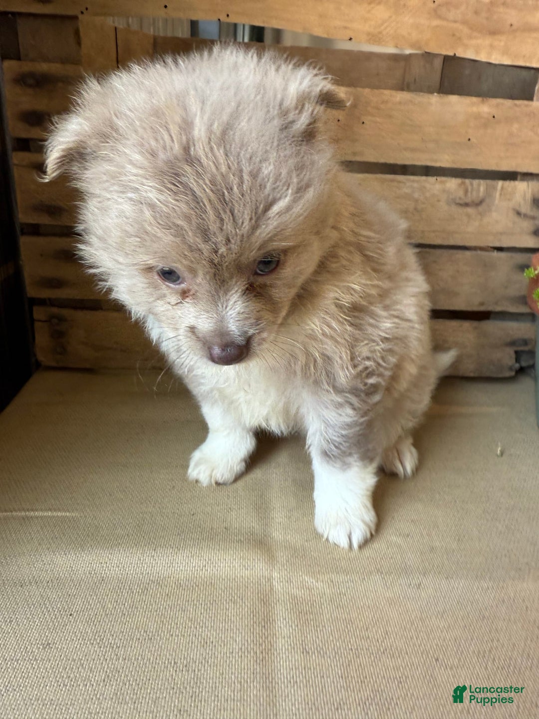 Pomeranian dogs for sale: Alex - Image 6