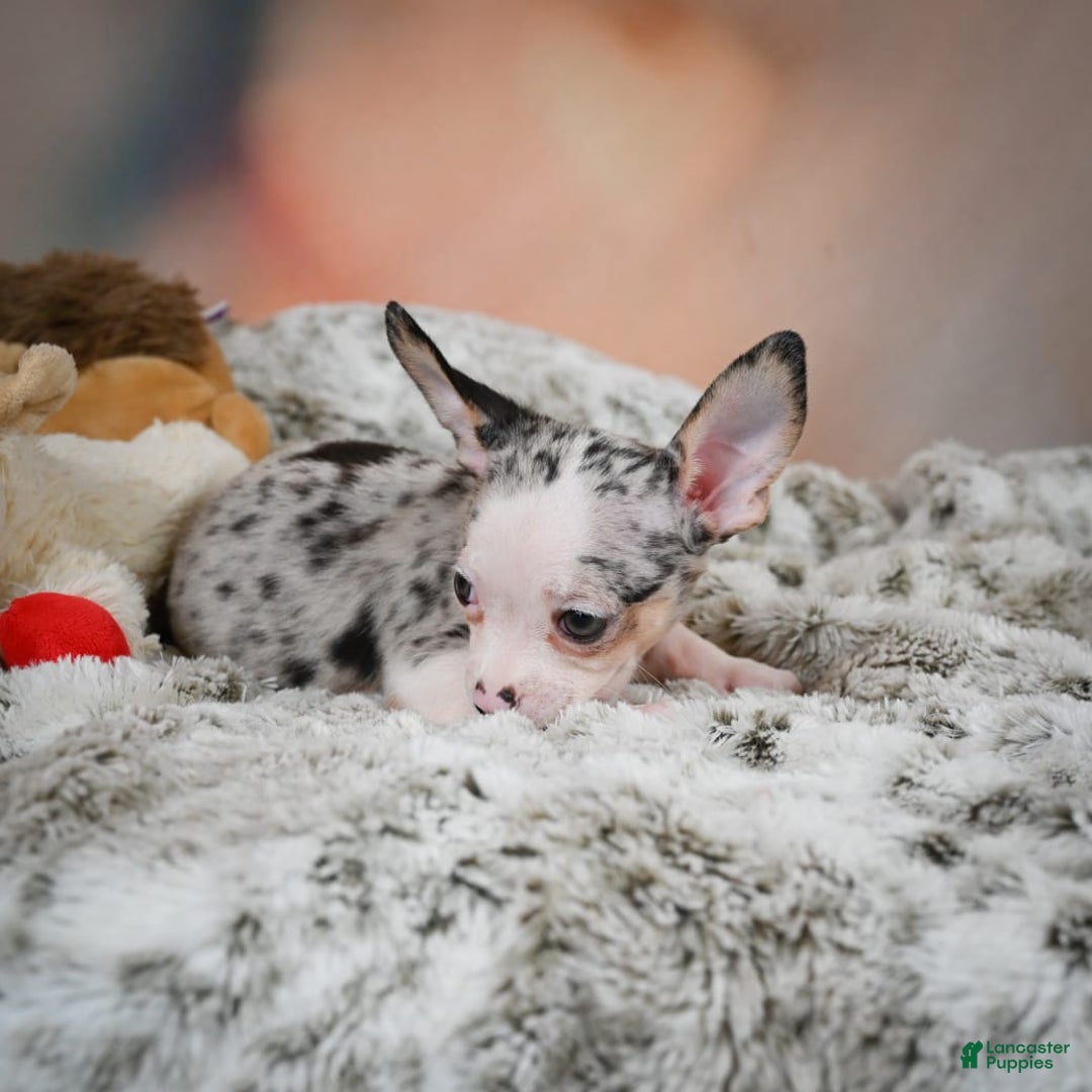 Chihuahua dogs for sale: Romeo - Image 8