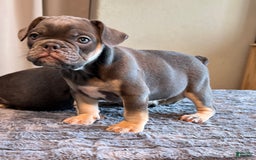 English Bulldog dogs for sale: Blue Boy - Image 5
